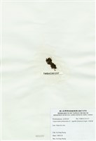 藏品(球枝藻)的圖片